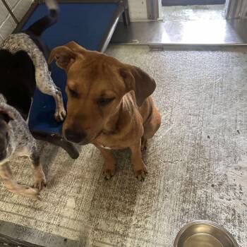 Rescue Hound Dogs for Adoption in Bastrop, Texas - Pokey 25-10-140 | PetCurious