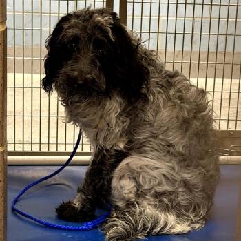 Poodle Dogs Available for Adoption in Northbrook, Illinois - Dook Of Shadows | PetCurious