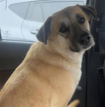 Mixed Breed Dogs Available for Adoption in El Paso, Texas - 60904565 | PetCurious