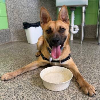 Spud -  Shepherd and Mixed Breed Dog for Adoption in Falls Church, Virginia - Spud | PetCurious