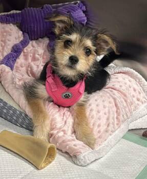 Yorkshire Terrier and Pomeranian Dogs Available for Adoption in Georgetown, Ohio - Ivy | PetCurious