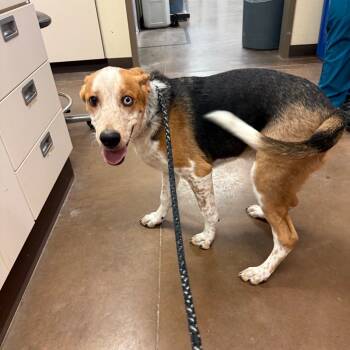 Rescue Mixed Breed Dogs for Adoption in Flagstaff, Arizona - Baguette - Precious Boy! | PetCurious