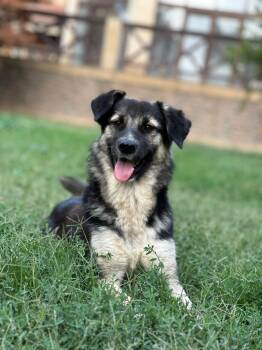 Ari -  Canaan Dog and Labrador Retriever Dog for Adoption in New York, New York - Ari | PetCurious