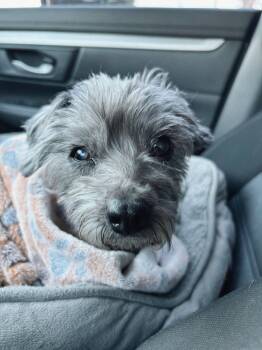 Rescue Havanese Dogs for Adoption in Santa Monica, California - Shirley | PetCurious