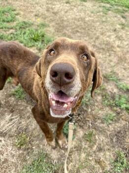 Smokey -  Chocolate Labrador Retriever Dog for Adoption in Roseburg, Oregon - Smokey | PetCurious