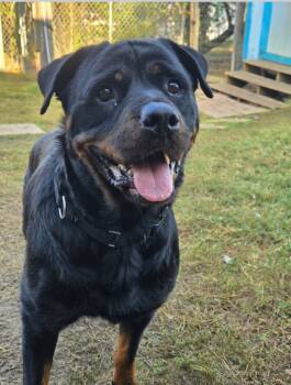 Rescue Rottweiler Dogs for Adoption in Kemp, Texas - Callisto | PetCurious