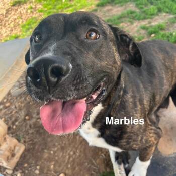Mixed Breed Dogs Available for Adoption - Marbles | PetCurious
