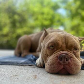 American Bulldog and Staffordshire Bull Terrier Dogs Available for Adoption in Athens, Alabama - BLUFF | PetCurious