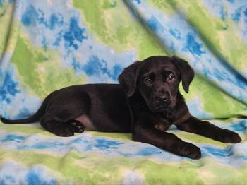 Rottweiler and Golden Retriever Dogs Available for Adoption in East Sparta, Ohio - Home Fries | PetCurious