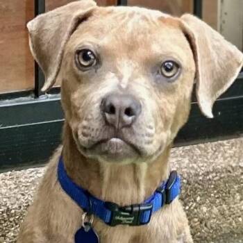 Cody -  Mixed Breed Dog for Adoption in Tunica, Mississippi - Cody | PetCurious