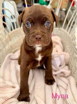 Myna -  American Staffordshire Terrier and American Bulldog Dog for Adoption in Trenton, New Jersey - Myna | PetCurious