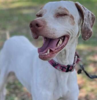 Rescue English Pointer Dogs for Adoption in Ellsworth, Maine - Echo | PetCurious