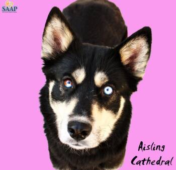 Siberian Husky Dogs Available for Adoption in Newport, Kentucky - Aisling Cathedral | PetCurious