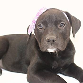 Whitney -  Boxer and Labrador Retriever Dog for Adoption in Monon, Indiana - Whitney | PetCurious