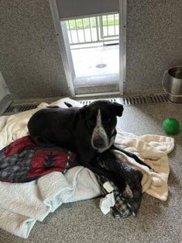 Lilly Grace -  Black Labrador Retriever Dog for Adoption in Hamilton, Montana - Lilly Grace | PetCurious