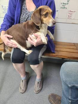Beagle Dogs Available for Adoption in ABRAHAM BALDWIN COLLEGE, Georgia - D474-26 | PetCurious