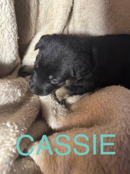 Rescue German Shepherd Dog and Rottweiler Dogs for Adoption in Winnipeg, Manitoba - Cassie | PetCurious