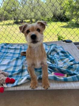 Wirehaired Terrier Dogs Available for Adoption in Canyon Lake, Texas - Pistachio | PetCurious