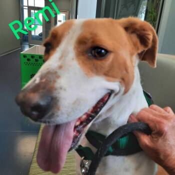 Daisy Remi -  Hound and Mixed Breed Dog for Adoption in Greensboro, North Carolina - Daisy Remi | PetCurious