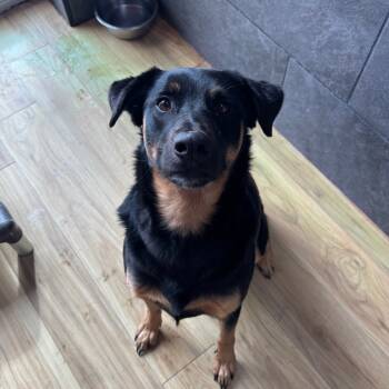 Rescue Mixed Breed Dogs for Adoption in Philadelphia, Pennsylvania - Sam | PetCurious