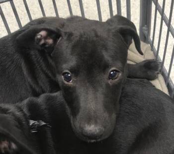 Pit Bull Terrier and Labrador Retriever Dogs Available for Adoption in Conroe, Texas - A427367 | PetCurious