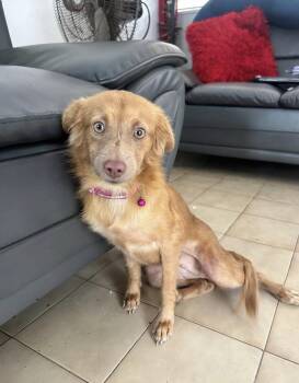SUNSHINE - perfect family dog -  Golden Retriever and Spaniel Dog for Adoption - SUNSHINE - Perfect Family Dog | PetCurious