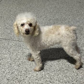 Miniature Poodle Dogs Available for Adoption - Sedonna. Friendly Lady  | PetCurious