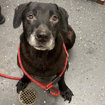 Vernon -  Mixed Breed Dog for Adoption in Columbiana, Alabama - Vernon | PetCurious