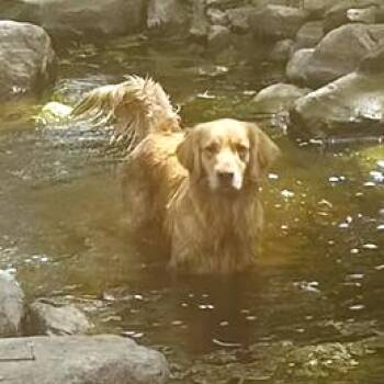 Golden Retriever Dogs Available for Adoption in Oregon, Wisconsin - Jasper | PetCurious
