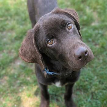 Oakley -  Chocolate Labrador Retriever and Mixed Breed Dog for Adoption in Fenton, Michigan - Oakley | PetCurious