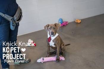 Knick Knack -  Mixed Breed Dog for Adoption in Kansas City, Missouri - Knick Knack | PetCurious