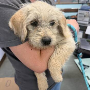 Bebe -  Terrier and Yellow Labrador Retriever Dog for Adoption in Idaho Falls, Idaho - Bebe | PetCurious