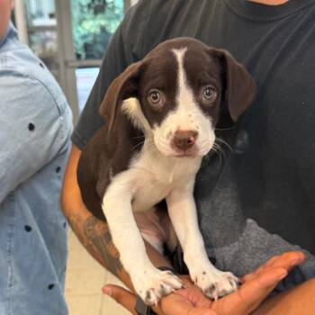 Apple Pie -  Brittany Spaniel and Pit Bull Terrier Dog for Adoption in Crystal Lake, Illinois - Apple Pie | PetCurious
