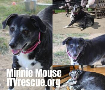 Minnie Mouse -  Australian Shepherd Dog for Adoption in Evansville, Indiana - Minnie Mouse | PetCurious