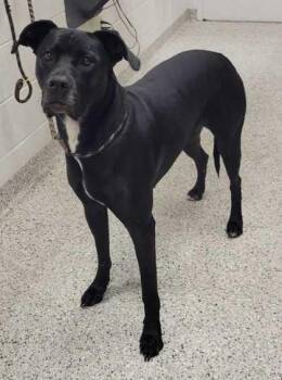 Olympia -  Great Dane and Mixed Breed Dog for Adoption in Kansas City, Missouri - Olympia | PetCurious