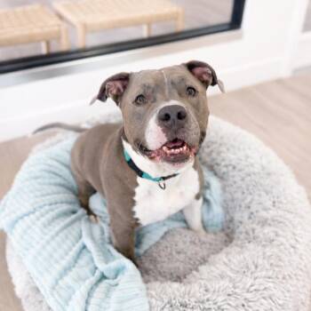 Jaco (pronounced Jocko) -  American Staffordshire Terrier and Pit Bull Terrier Dog for Adoption in Scottsdale, Arizona - Jaco (pronounced Jocko) | PetCurious