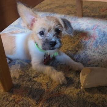 Sugarplum Swirl -  Cairn Terrier Dog for Adoption in Boerne, Texas - Sugarplum Swirl | PetCurious