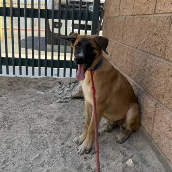 RONDO -  German Shepherd Dog Dog for Adoption in Thousand Palms, California - RONDO | PetCurious