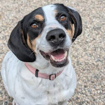 Pepper -  Mixed Breed and Hound Dog for Adoption in West Olive, Michigan - Pepper | PetCurious