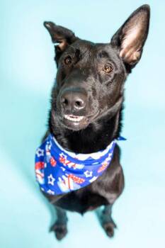 Petunia -  Shepherd and Mixed Breed Dog for Adoption in North Miami Beach, Florida - Petunia | PetCurious