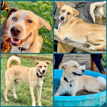 Ryder -  Labrador Retriever and Husky Dog for Adoption in Brainerd, Minnesota - Ryder | PetCurious