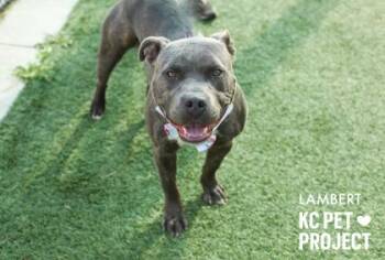 Lambert -  Pit Bull Terrier and Mixed Breed Dog for Adoption in Kansas City, Missouri - Lambert | PetCurious
