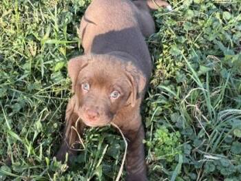 Anderson -  Mixed Breed Dog for Adoption in Woodbury, Minnesota - Anderson | PetCurious