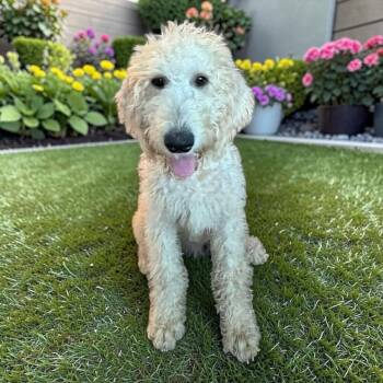 Goldendoodle Dogs Available for Adoption in Fort Worth, Texas - Honey Bee | PetCurious