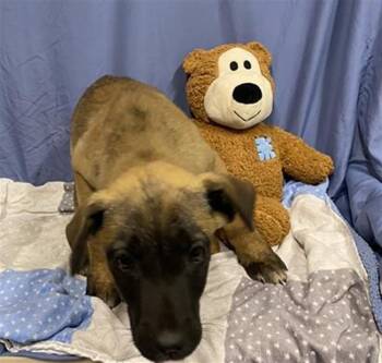 German Shepherd Dog and Mixed Breed Dogs Available for Adoption in Modesto, California - A609167 | PetCurious