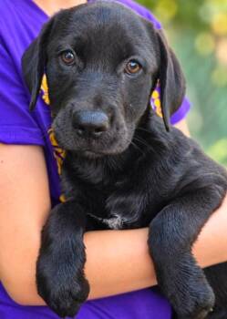 Savannah Noir -  Labrador Retriever Dog for Adoption in El Dorado, Arkansas - Savannah Noir | PetCurious