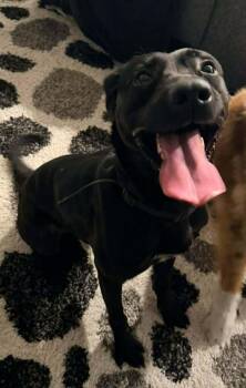 Mylo -  Black Labrador Retriever Dog for Adoption in Lakeland, Florida - Mylo | PetCurious
