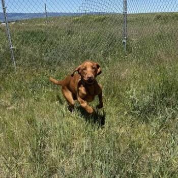 Gibby -  Labrador Retriever Dog for Adoption in Driggs, Idaho - Gibby | PetCurious