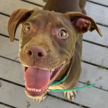 German Shorthaired Pointer and Pointer Dogs Available for Adoption in Cedar Mountain, North Carolina - Kayce | PetCurious