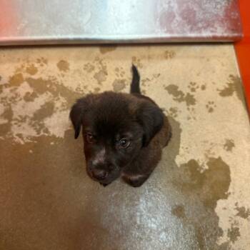 Shego -  Mixed Breed Dog for Adoption in Tulsa, Oklahoma - Shego | PetCurious